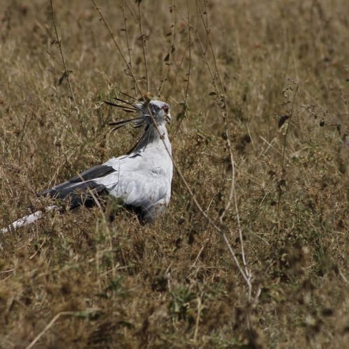 BIRDLIFE