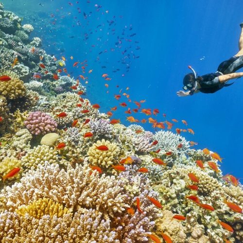 Diving