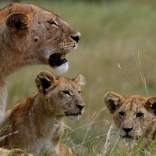 LION IN SERENGETI