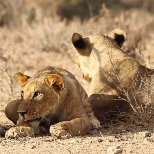 Lions-Hunting