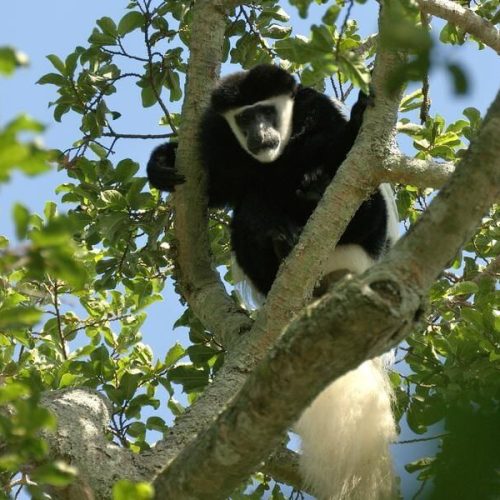 Rubondo-Island-Camp