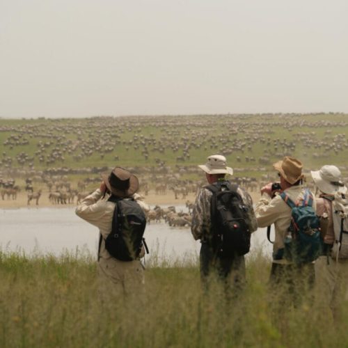 WALKING SAFARI (3)