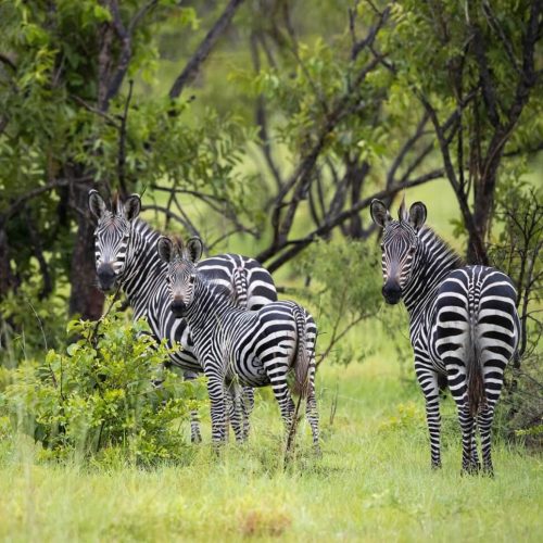 ZEBRA SAFARI