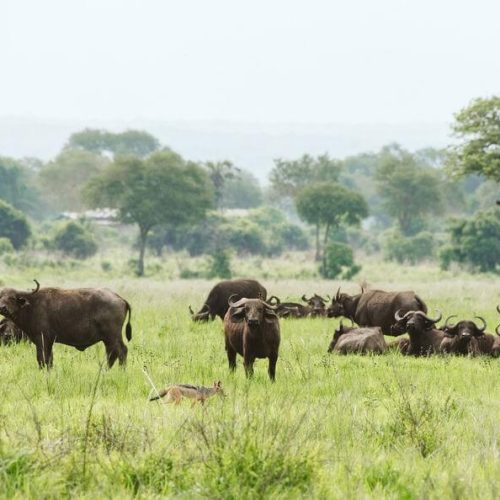 buffalo