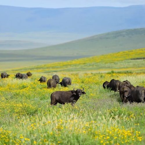 buffalods