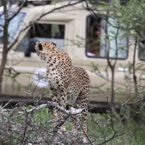cheetah (2) (1)