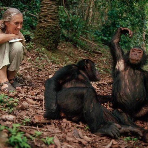 chimp (1)