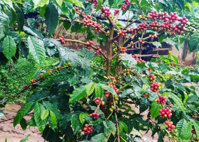 coffee tour10