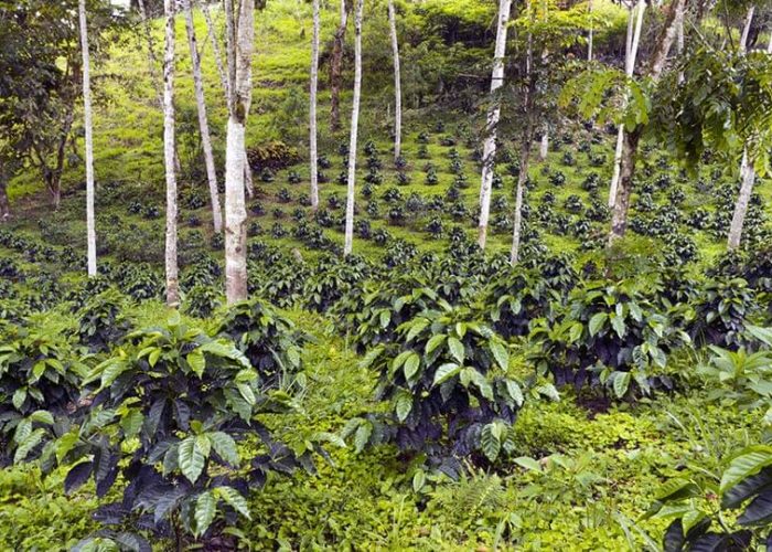 coffee tour8