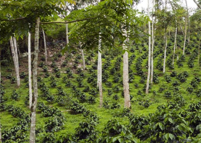 coffee tour9