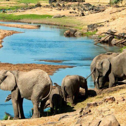 elephant safari (2)