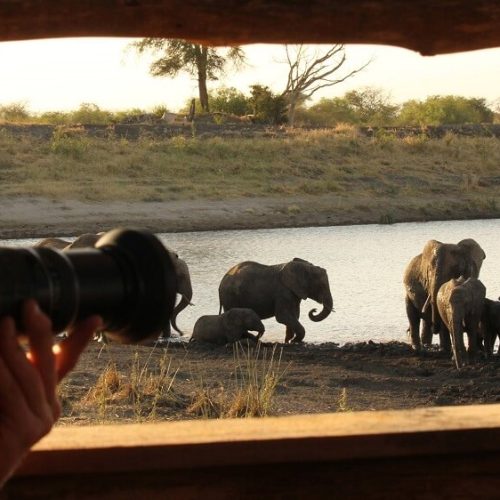 elephant safari 6