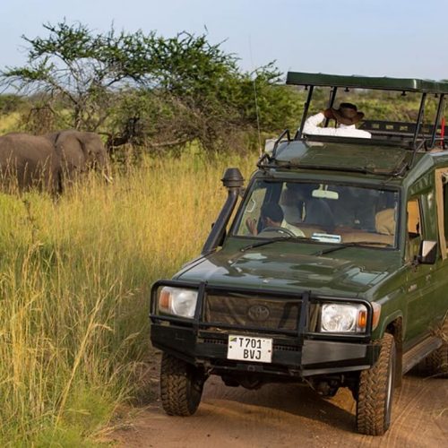 game drive 5