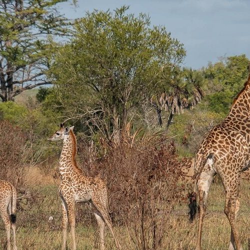 giraffe safari