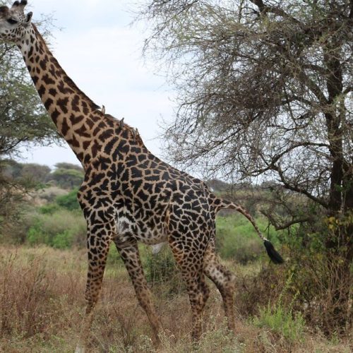 girrafe