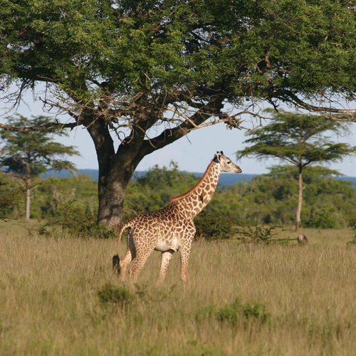 girrafe in saadan (1)