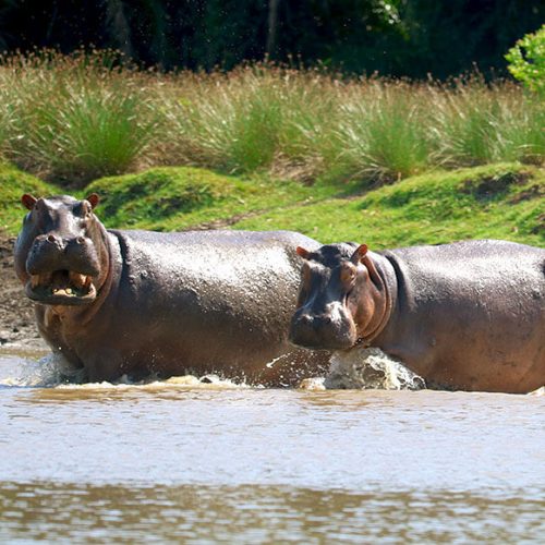 hippo (1)