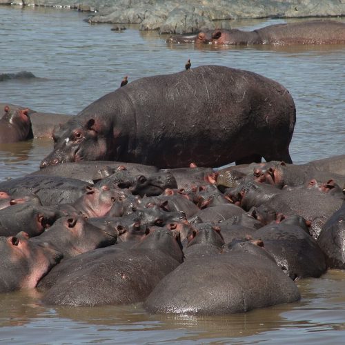 hippo 3 (1)
