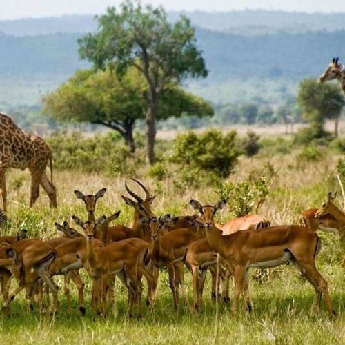 impala
