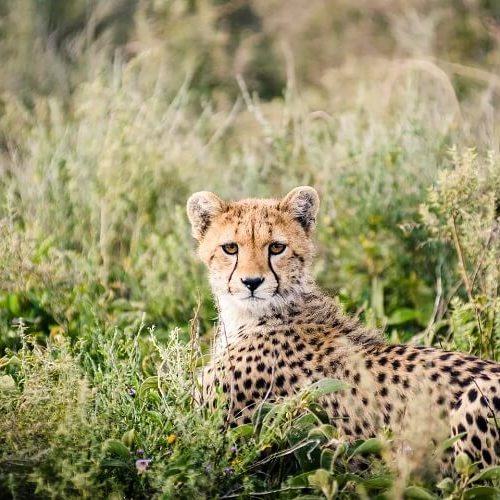 leopard safari (2)
