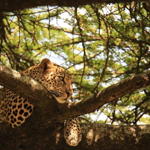 leopard safari 4