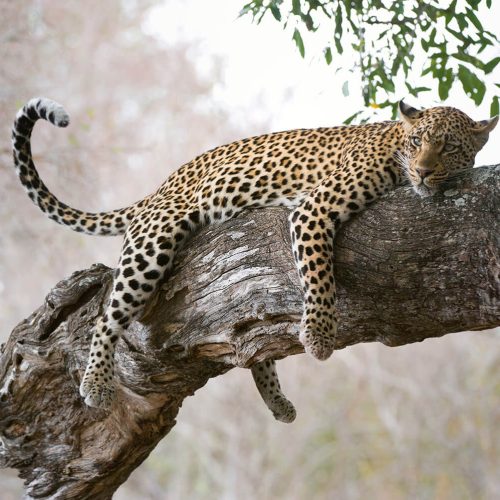 leopard1
