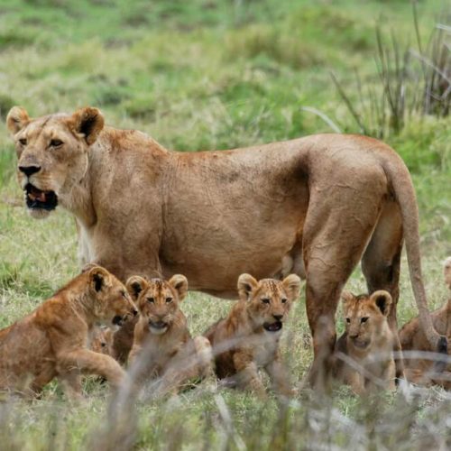 lion 5