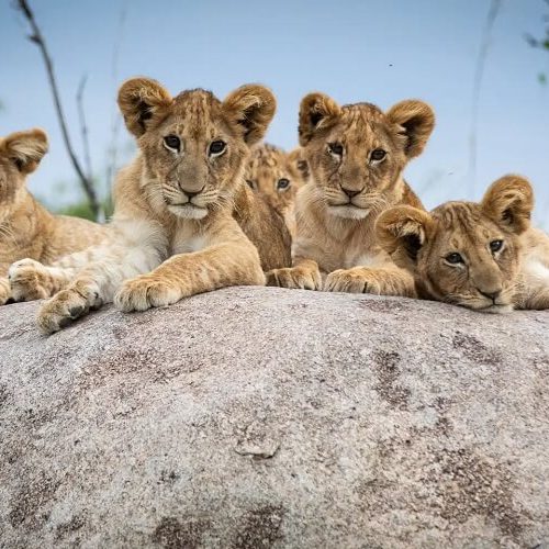 lion in ngorongoro
