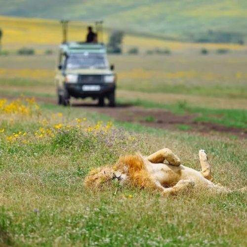 lion safari (1)
