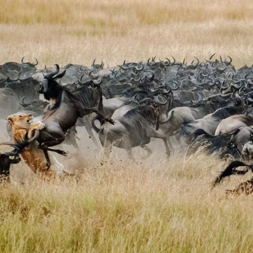 maswa game drive