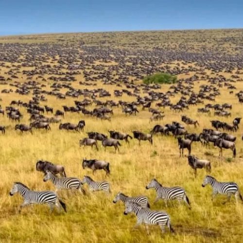 migration safari