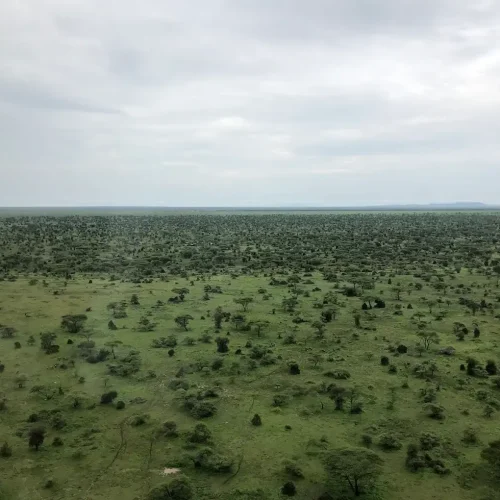 ndutu