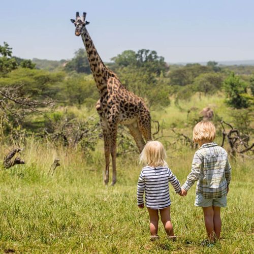 ngorngor safari