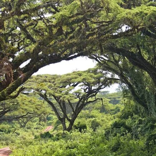 ngorongro safari
