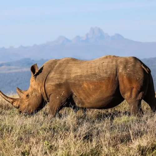 rhino