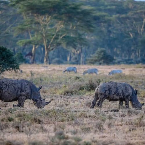 rhino safari (2)