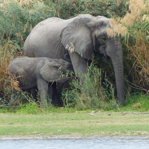 saadani elephant