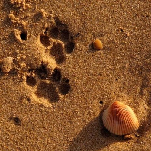 saadani sand (1)