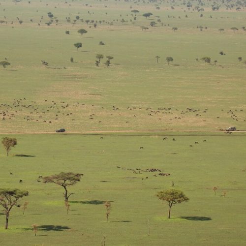 serngeti plain