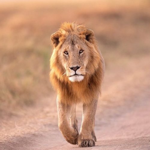 simba