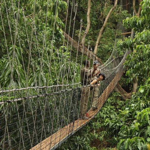 treetop safari