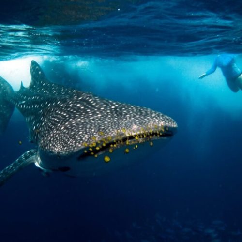 whale-shark- (1)
