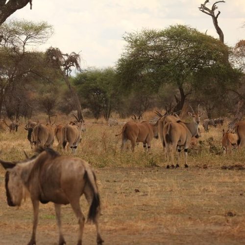 wildebeest (1) (1)